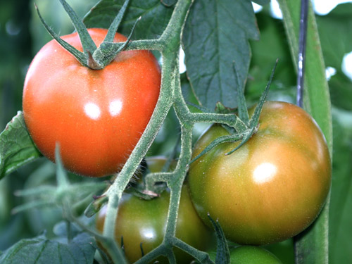 
Tomatoes                         