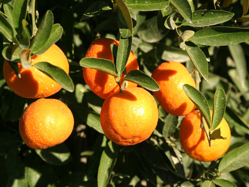 
Citrus fruits                         