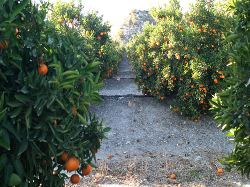 
Citrus fruits                         