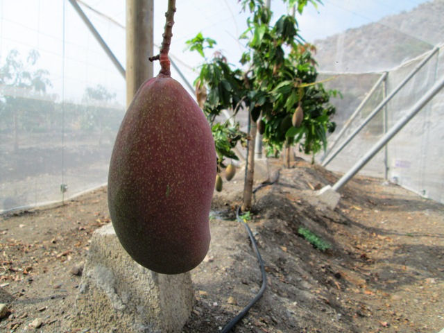 
Stone Fruit                         